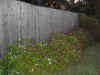 Four O'Clocks Fence
