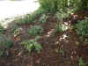 Hostas