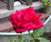 Simple Red Rose